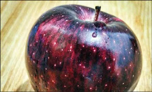 یک گونه اصلاح شده سیب که حدود دو دهه مورد تحقیق و آزمایش 