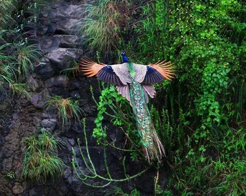 طاووس در حال پرواز...تا حال ديده بودى؟