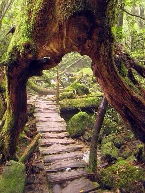 مسیر چوبی یا کوشما ،ژاپن