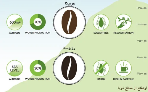 آیا می دانید تفاوت دانه قهوه روبوستا و عربیکا در چیست؟