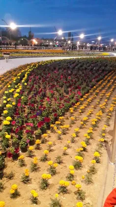 نمایشگاه گل لاله در ارومیه