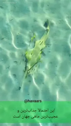 🔺اره‌ماهی‌ها Sawfish بزرگترین ماهی‌ها در جهان هستند. در ق