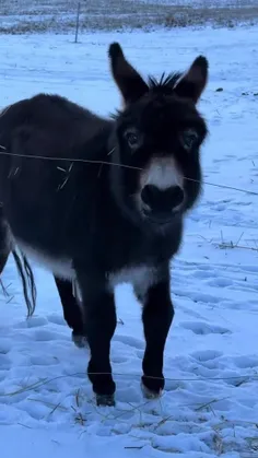 اونایی که تا میگی سلام سر درد دلاشون وا میشه 🥰