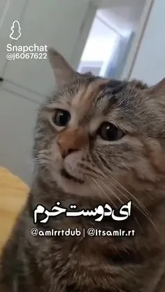 یکی برا من گربه بخره 😭