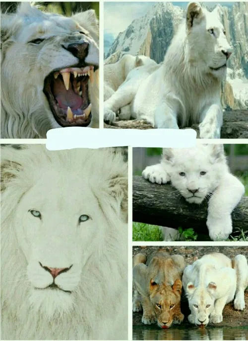خانواده شیر سفید آلبینو