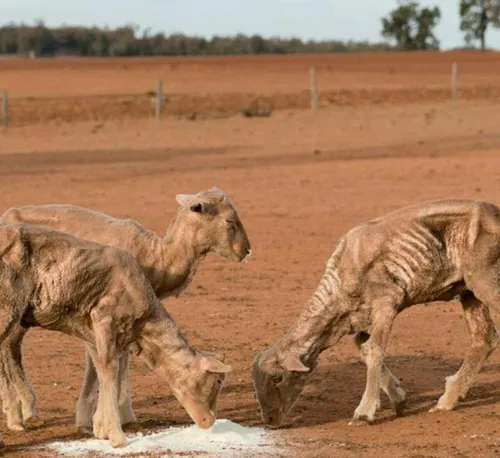 تصویر دلخراش از وضعیت دام ها در خشک ترین زمستان استرالیا