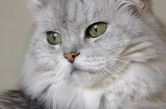 ﮔﺮﺑﻪ ﺍﯾﺮﺍﻧﯽ ) ﺑﻪ ﺍﻧﮕﻠﯿﺴﯽ: Persian cat ( ﯾﮑﯽ ﺍﺯ ﮐﻬﻦﺗﺮﯾﻦ ﻭ