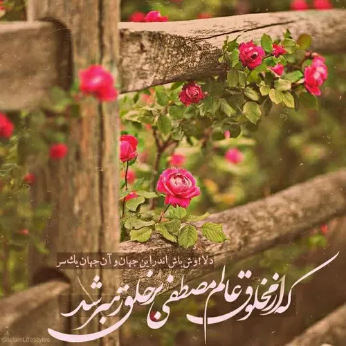 🌸 دلا ! وش باش....