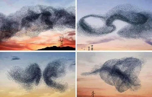 طرح های زیبایی که توسط دسته ی پرندگان ایجاد شده اند