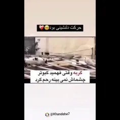 حرکت قشنگ گربه ᥬ🥺᭄