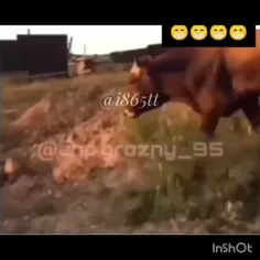 وقتی بادوستم بحثم میشه🤣
دوستم 🐮
..
لایک کامنت یادت ❤️