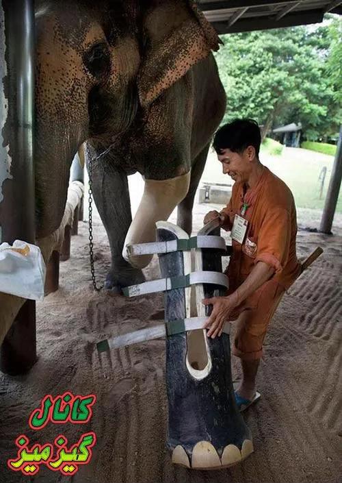 ساخت پای مصنوعی برای فیل قابل توجه بخیه کش ها!!!!!