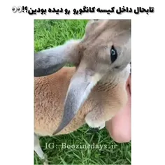 وای خدا جنین کانگورروووو🥺🥺🥺