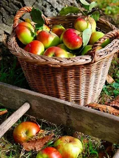 #خوراکی #میوه‌ها #سیب #تصویر_پس_زمینه  ،
