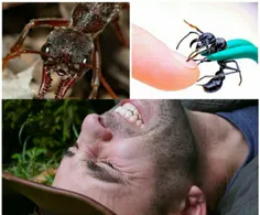 مورچه گلوله زن در پاراگوئه و هندوراس یافت میشود.نیش دردنا