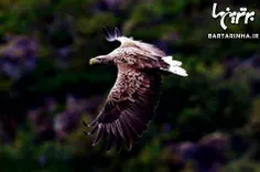 عقاب دم سفید (White-tailed Eagle)