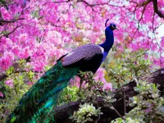 روزی به گذشت ِچرخ ِگردون،طاووس ِجوان دل ِچمنزار
