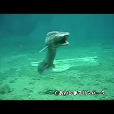 کوسه خراشیده (Frilled shark)، یا کوسه مارمولک به دلیل ویژ