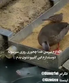 اگه ازم بپرسن 