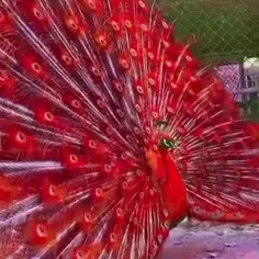 . سلام و ادب . طبیعت مخلوق خداوند متعال ( طاووس قرمز ) .