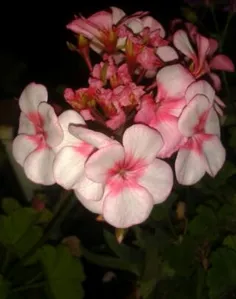 به به چه گلی