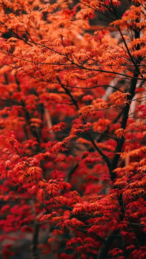 Red Leaves Branches Nature والپیپر