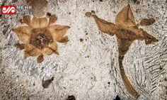 تصویری از فسیل قدیمی‌ترین#گل دنیا که قدمت آن به ۱۲۰ میلیو