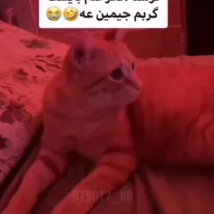 حتی گربه هم از بی تی اس خوشش می یاد 😁😁