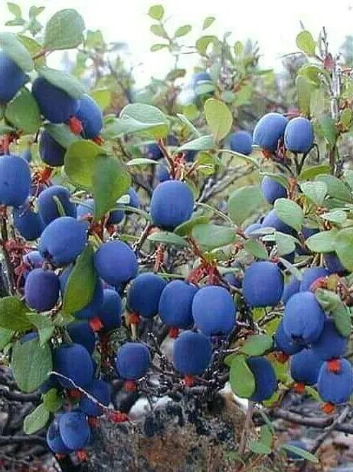 خوراکی میوه ها .