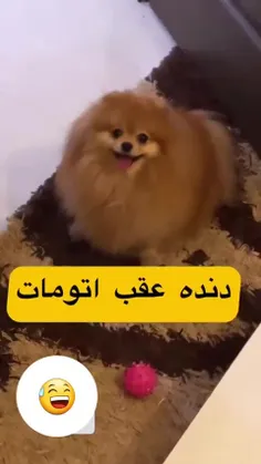 واااااای 😂ننه چیکو دنده عقبت حرف نداره ننه😂😂😂😂👈🐕