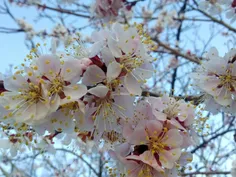 شکوفه های درخت زردالوی حیاطمون