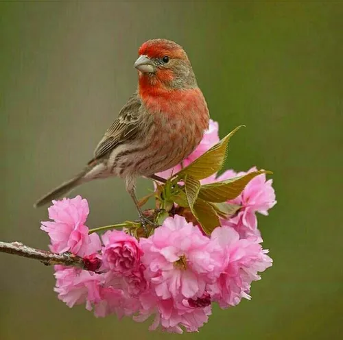 بهاری خرم است ای گل کجایی