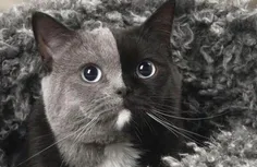 این بچه گربه با "دو چهره" با رنگ های متفاوته که زیباترین 