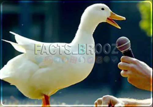 صدای اردک تنها صدایی است که بازتاب یا اکو ندارد، حتی اگر 
