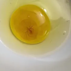 قلب تپنده در زرده تخم مرغ 