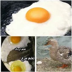 #تخم_اردک برای افراد#لاغر بسیار مفید است و می تواند به آن
