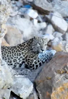 پلنگ ایرانی (Persian Leopard) به لحاظ جثه بزرگ‌ترین زیرگو