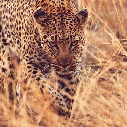 Always blown away by these beautiful animals. A Leopard i
