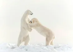 #شکار لحظه زیبایی بازی دو خرس قطبی !