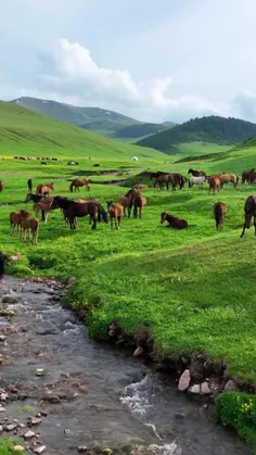 🦌🌲صبح شد، الهی که خیر باشد برای اهل زمین