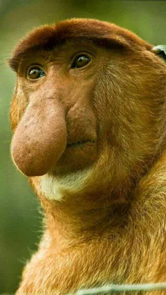 میمونی  با بینی استثنایی