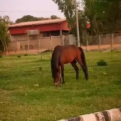 اسب زیبای من ،❤