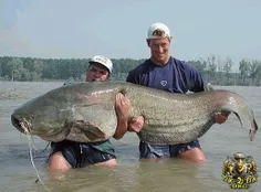 بزرگترین گربه ماهی