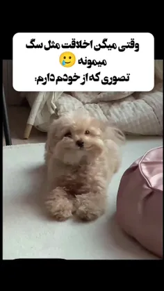 تصوری که از خودم دارم‌🐶😂