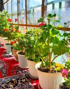 شمعدانی ها را آب داده ام