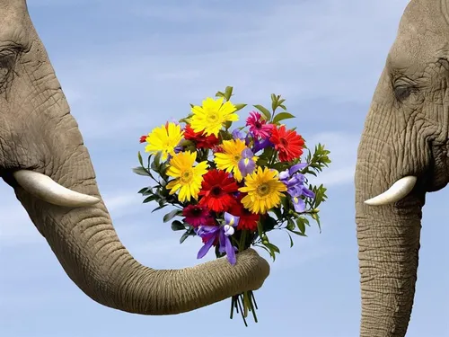 حیوانات والپیپر عاشقانه فیل
