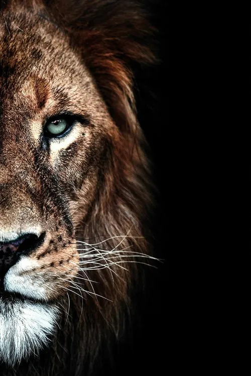 lion king lion king حیوانات شیر
