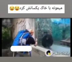 میمونه با خاک یکسانش کرد😂