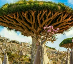 درخت #خون_اژدها درختی است بومی جزایر سقطری #یمن!🤔  