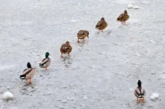 میتینگ حقوق اردک 2014(جزایر قناری!)